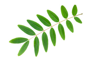 Green leaf on white background.