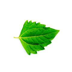 Green leaf on white background.