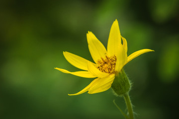 Arnica Flower (Arnica cordifolia)