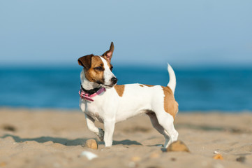 Obraz na płótnie Canvas Jack Russell Terrier dog on the beach