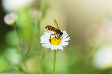 Bee & Dandelion