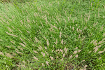 grass flower background in nature.