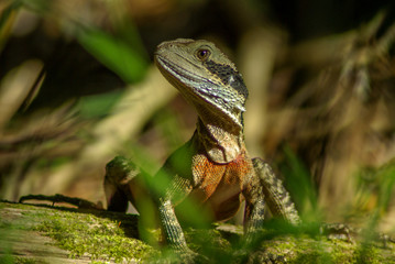 lézard australien 