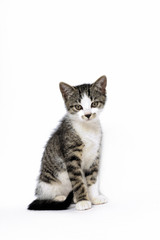 cat, animal, domestic, pet, mixed breed, young, wild, 