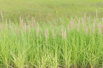 Obraz premium grass flower background in nature.