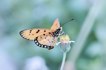 Closeup orange butterfly on flower in the winter tone color.