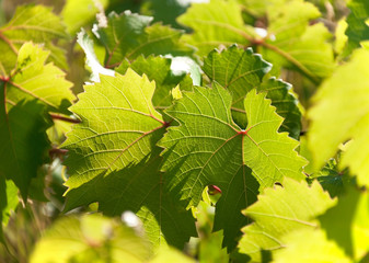 Leaves of grapes in a vineyard