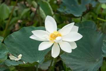 Beautiful lotus flower in the nature.