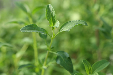 チェリーセイジ・ライトサーモンピンク