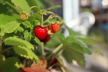 ワイルドストロベリー／Wild strawberry