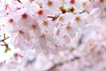 Pink cherry blossoms in spring