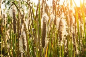 Typha angustifolia seeds on tree.