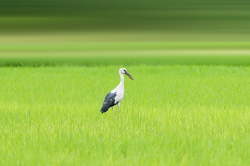Obraz na płótnie Canvas Asian openbill stork perched bird.