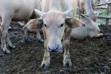 The young asian buffalo are looking.