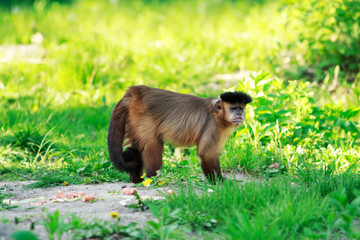 brown capuchin monkey