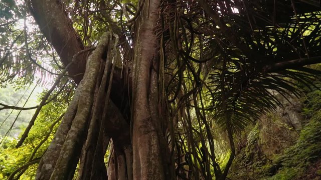 Large holy Taru Menyan tree whose natural fragrance hides stench of decomposing bodies in Trunyan Cemetery, Bali