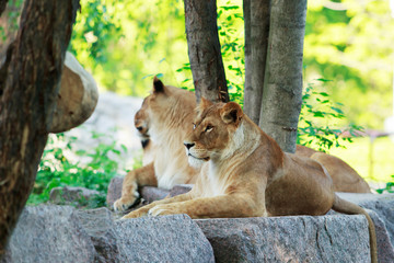 Lion and lioness rests © deviddo