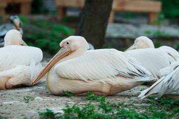 The pelican pink