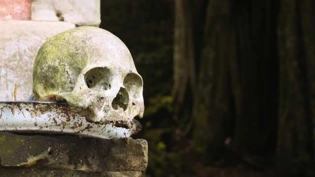 Human skull on a metallic round tray, scented Taru Menyan tree in background, Trunyan Cemetery, Bali