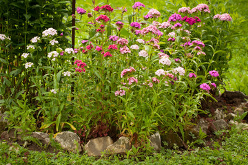 Beautiful Multicolored Flowers Dianthus Barbatus Grow In Flower Bed In Sunny Summer Garden.