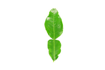 Kaffir lime and kaffir lime leaf on white background