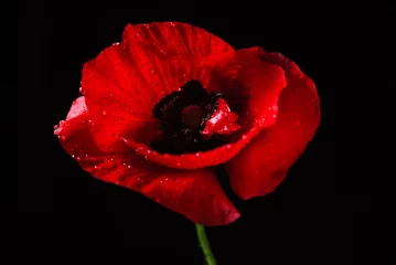 Photo sur Plexiglas Coquelicots poppy flower on the black background