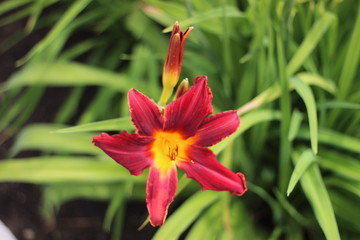 arboretum flowers