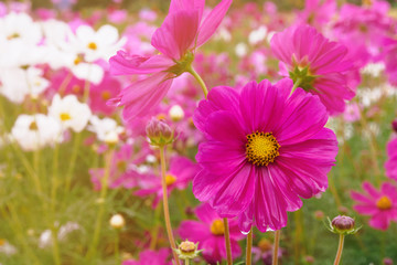 Obraz premium Cosmos flower in sunrise with Droplet