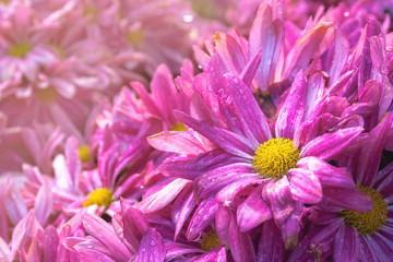 Close up of pink Chrysanthemums flowers.