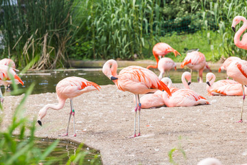 Flock of Greater Flamingo, Nice pink big bird, animal in the nature habitat
