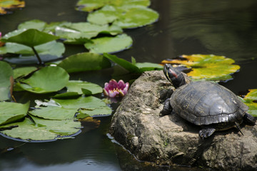 カメと睡蓮