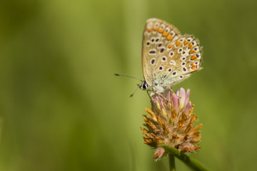 Fototapeta na wymiar Papillons du marais de Montfort - Grésivaudan - Isère.