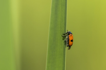 Insectes du marais de Montfort - Chartreuse - Isère.