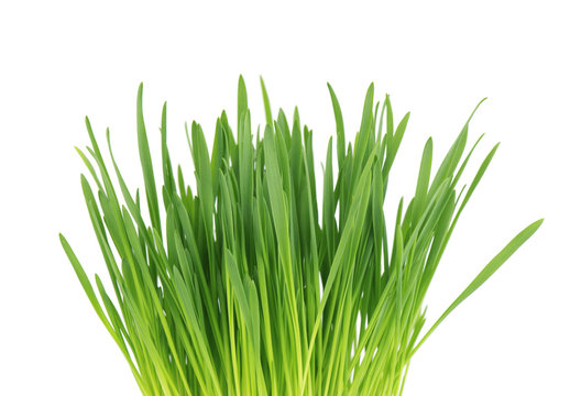 Close-up of green oat grass, isolated on white background. Cat Grass