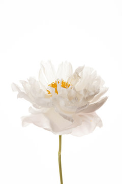 Fototapeta peony flower