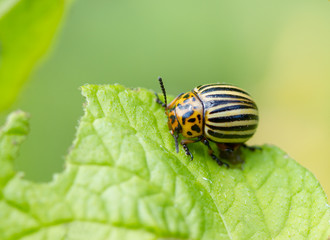 Colorado beetles on potato