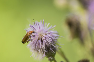 Insectes du marais de Montfort - Chartreuse - Isère.