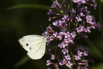 Papillons du marais de Montfort - Grésivaudan - Isère.