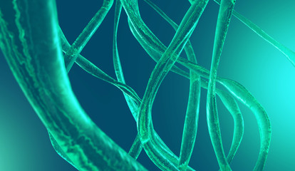 Cell structure of the virus or organism