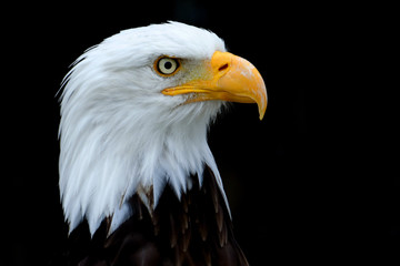 Weißkopfseeadler