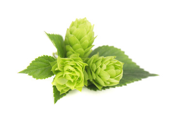 Fresh green hop branch, isolated on white background