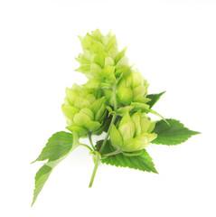Fresh green hop branch, isolated on white background