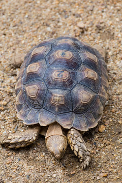 turtle close-up