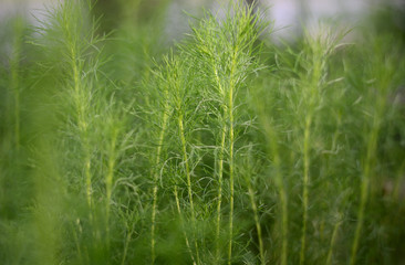 close up little green trees in the garden.