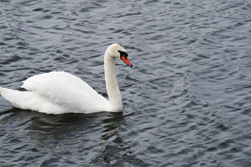 Solitary swan floats on the lake