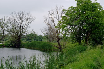 Green shore of the lake