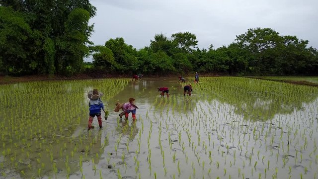 The farmer planting rice in Asia.