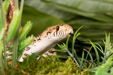 Hidden snake