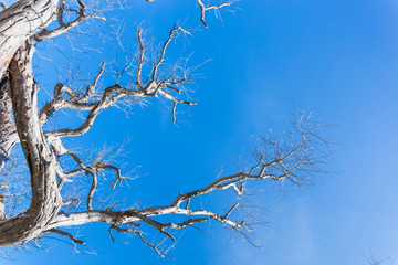 tree branch on blue sky