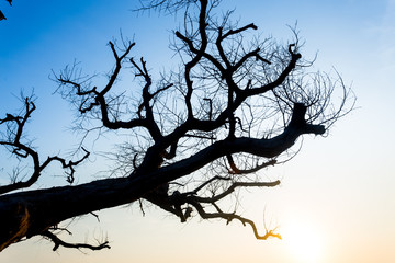 tree branch silhouette on dawn sky
